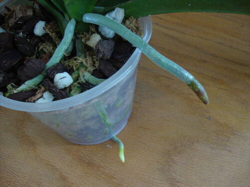 What to Do If Plant Roots Grow Out of Pots?