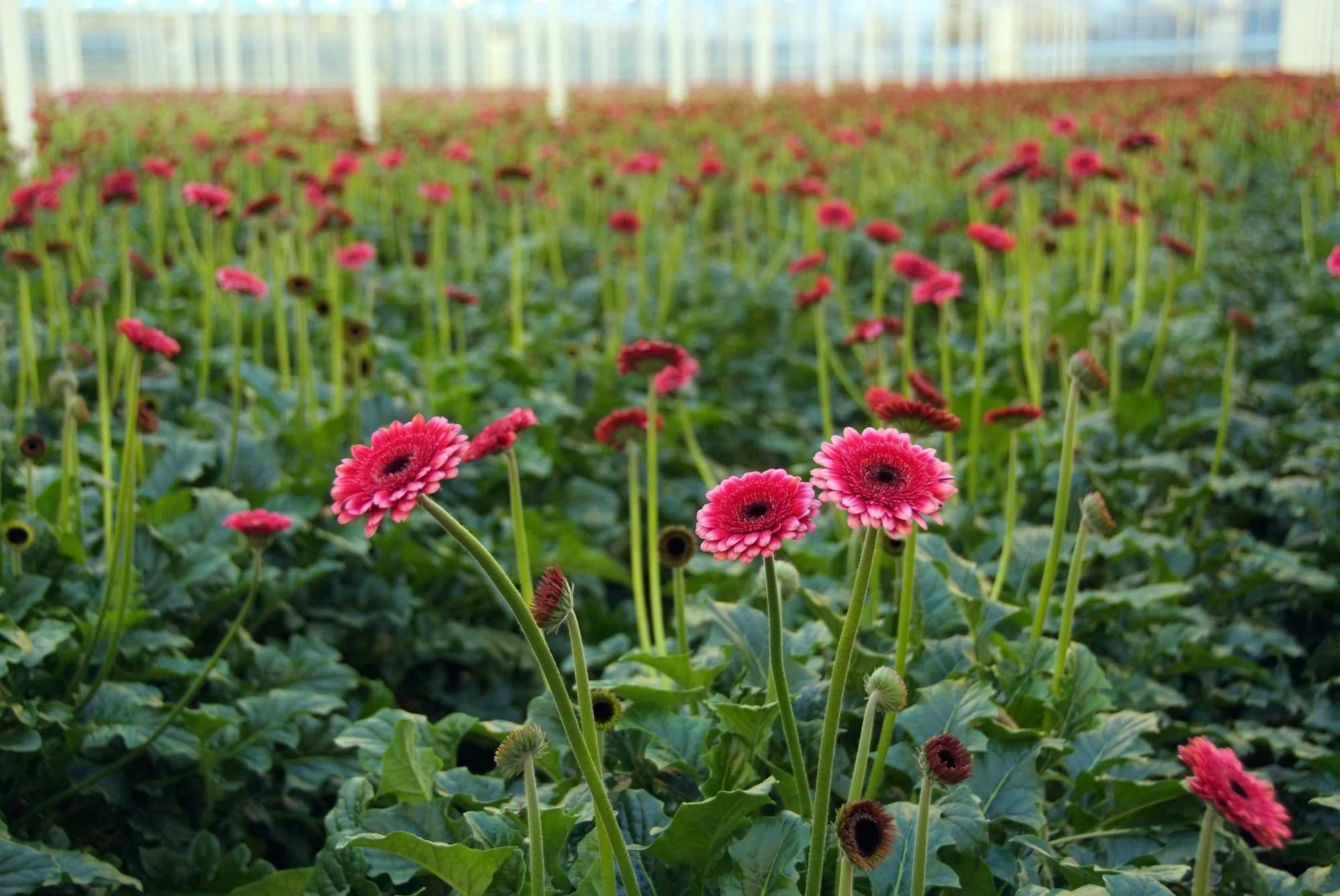 What Are the Benefits of Growing Ornamental Plants?