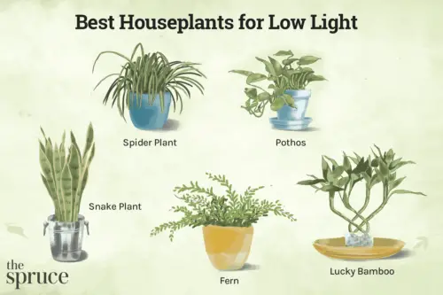How to Help Plants Grow in Low Light Conditions?