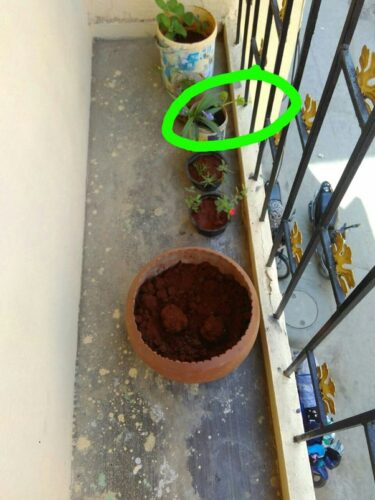 How Much Can Plants Grow in a Month?  