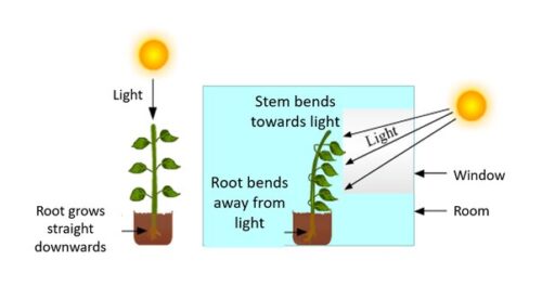 What Happens When Plants Grow Toward Sunlight?