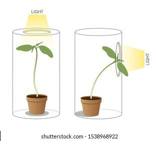 What Happens If You Grow a Plant in the Dark?