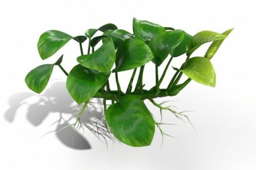 What Happens If You Grow a Plant in the Dark?