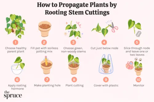 When Is the Best Time to Grow Plants from Cuttings?