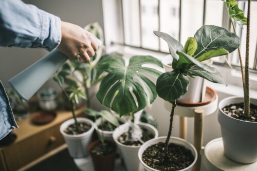 How to Help Plants Grow in Low Light Conditions?