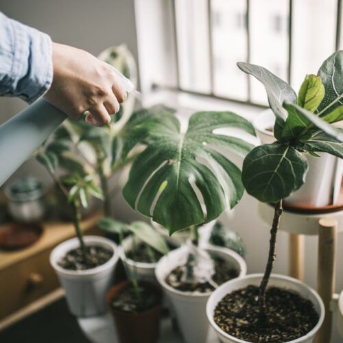 How to Help Plants Grow in Low Light Conditions?
