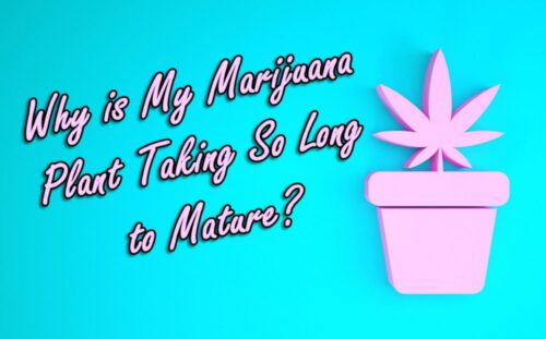 Why Are My Plants Taking So Long to Grow?