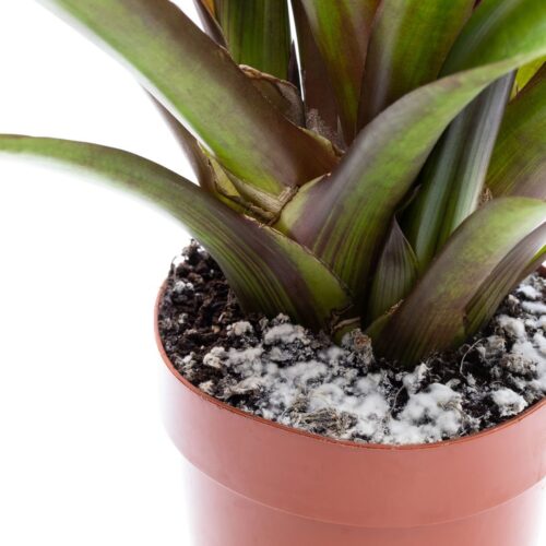 What to Do When Your Plant Grows Mold?