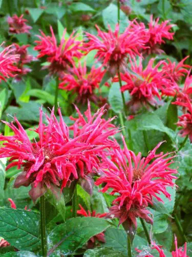 Why Can'T Plants Grow in Cold Weather?