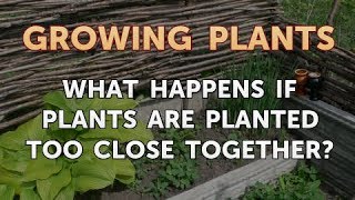 What Happens If Plants Grow Too Close Together?