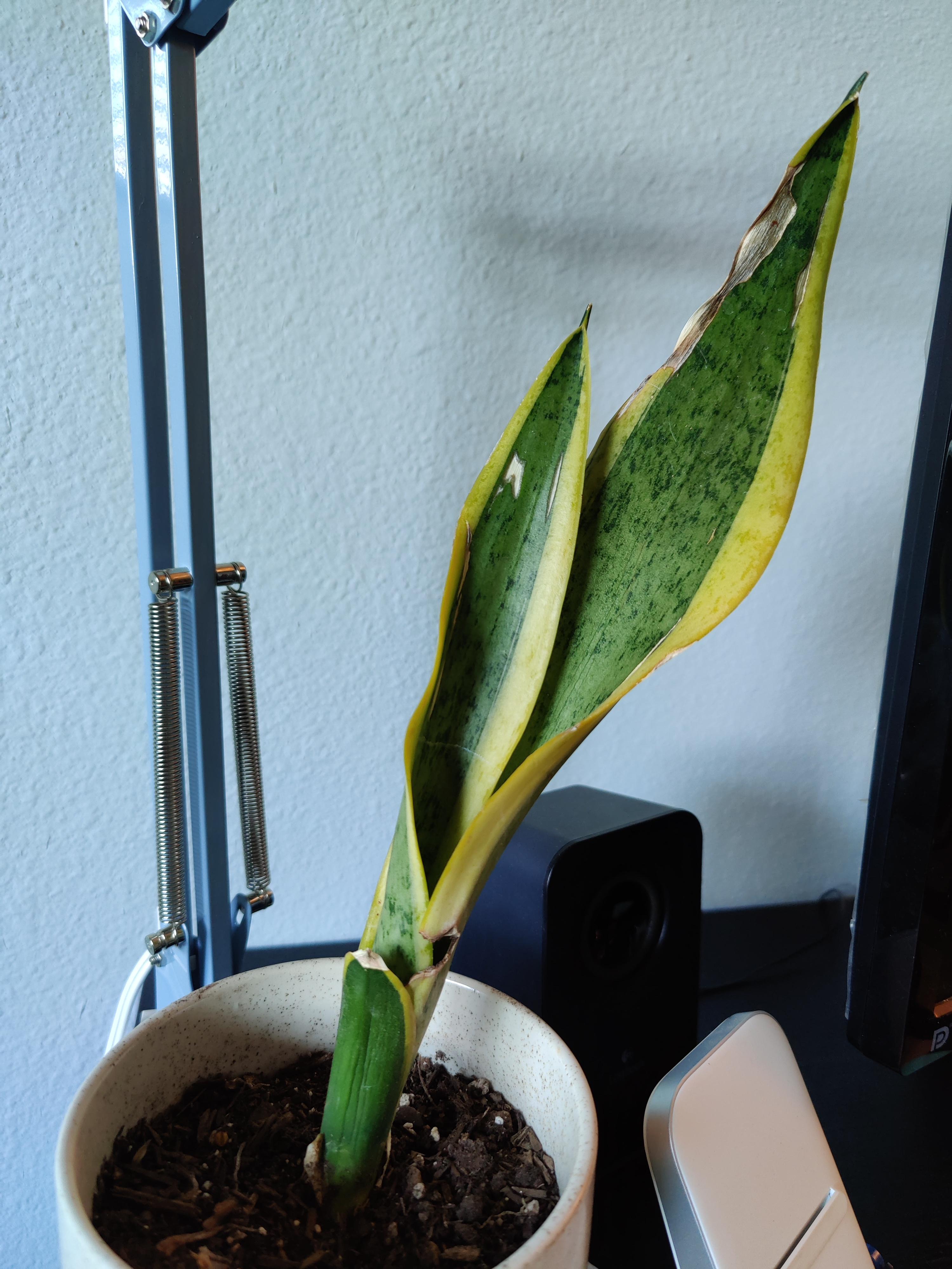 How Much Can Plants Grow in a Month?  