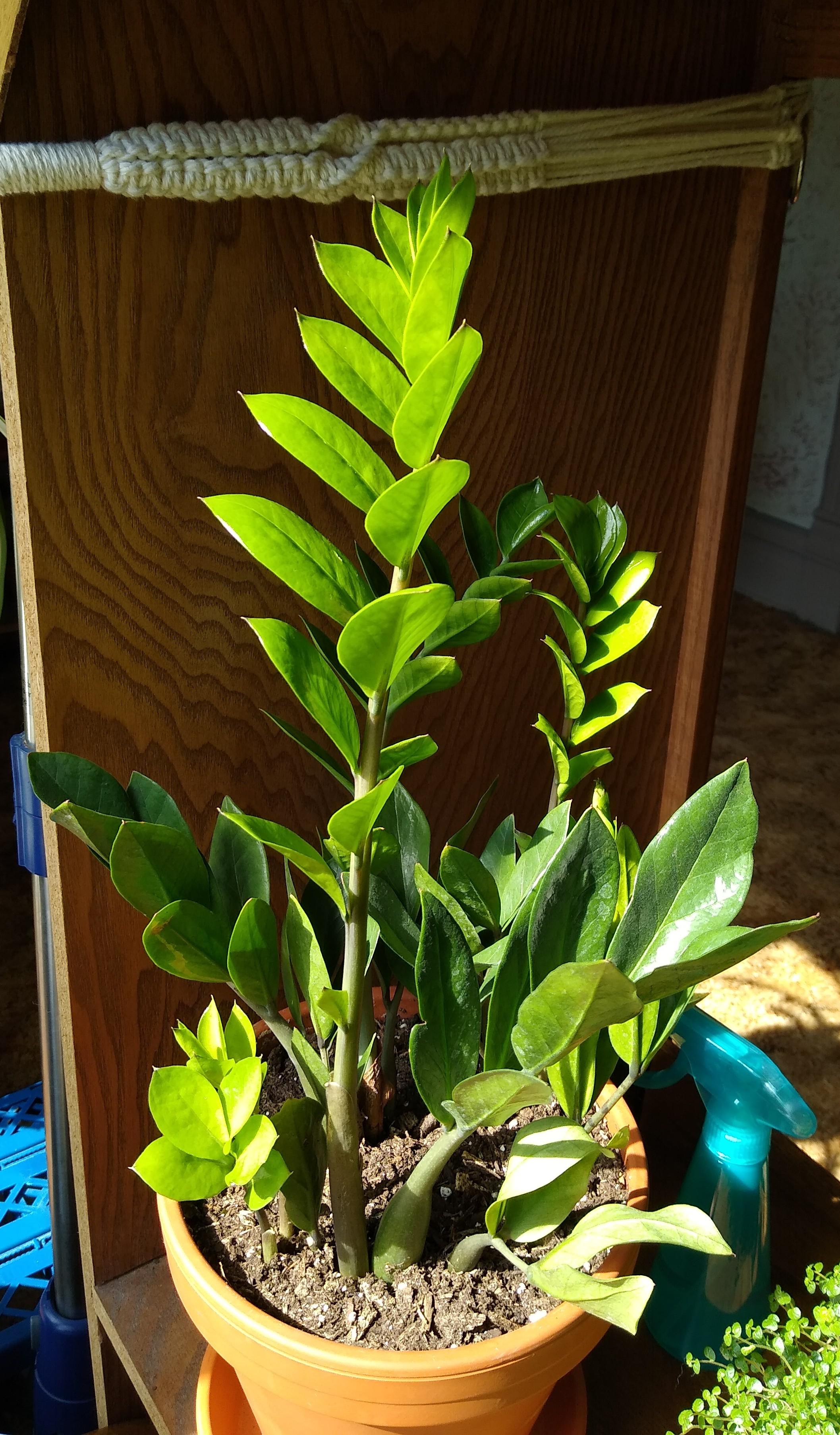 How to Help Zz Plant Grow?  