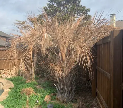 Can Brown Palm Leaves Turn Green Again?  