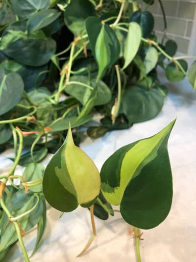 Philodendron Brasil Vs Pothos - Which Is Better?  