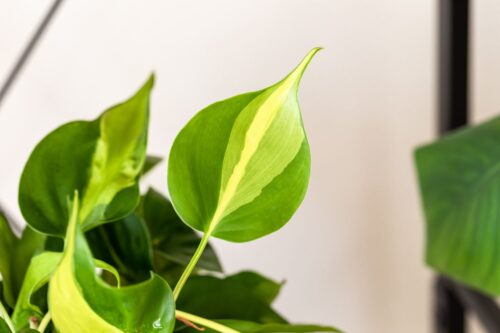 How to Grow And Care for Philodendron Brasil  