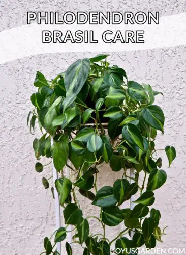 How to Grow And Care for Philodendron Brasil  