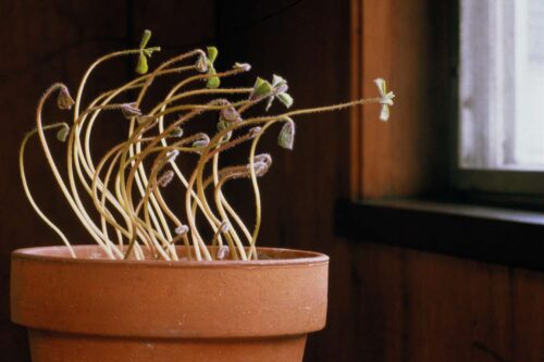 What Happens When Plants Grow Toward Sunlight?
