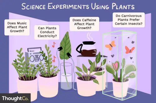 Best Plant to Grow for Science Project?