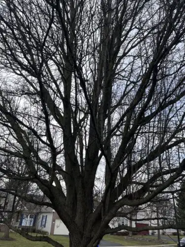 Pruning Tree in Front Yard Without Killing It  