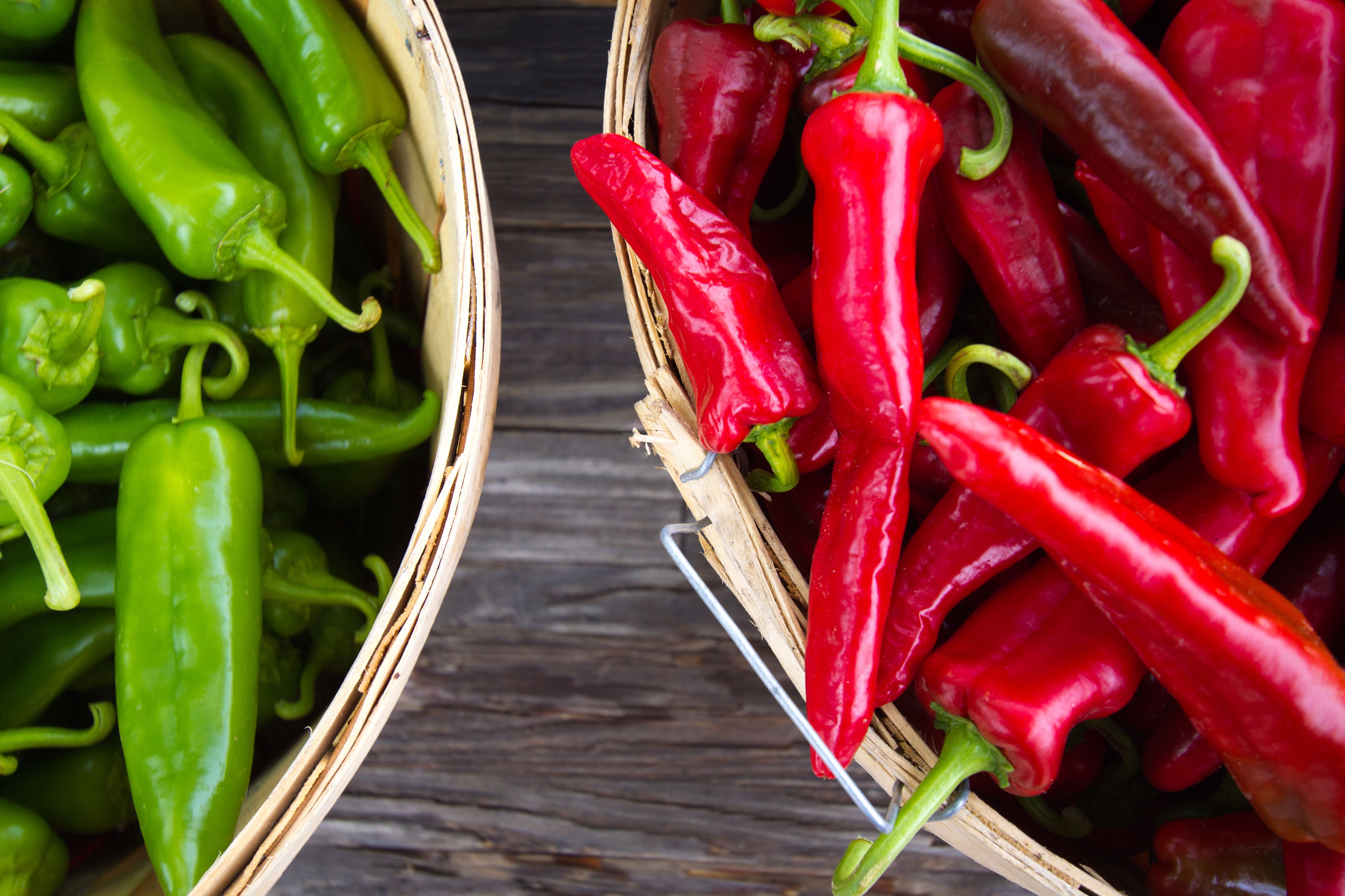 Red Chilli Plant Growing Step by Step