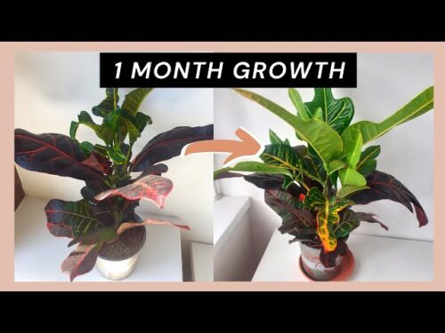 How Much Can Plants Grow in a Month?  