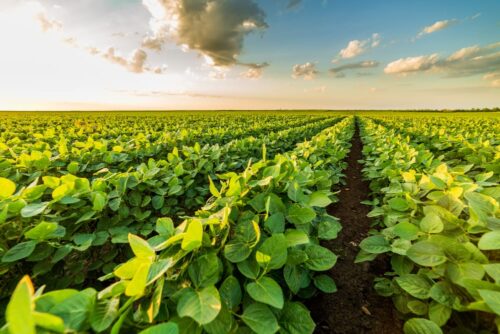 Are Crops And Plants the Same Thing?