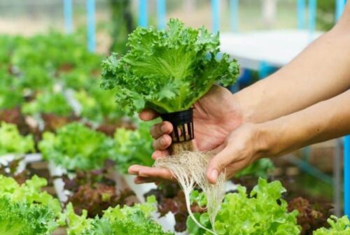What Are the Advantages of Growing Plants Hydroponically?