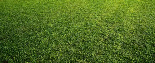 fertilizing-tampa-lawn
