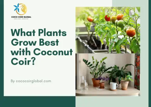 Which Plants Grow in Coco Peat?