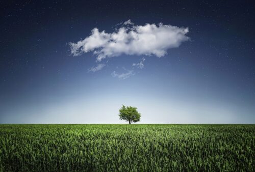 What Are the Disadvantages of Plant Growth Regulators?