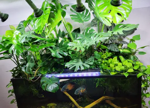 Best Way to Grow Plants in Aquarium?