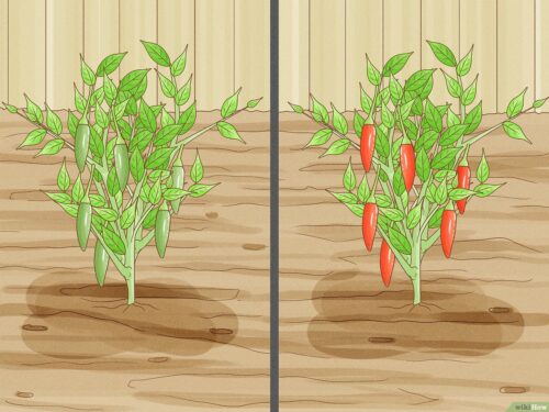 Green Chilli Plant Growing Step by Step