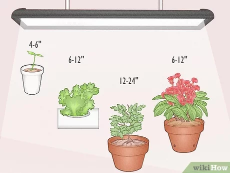 What Is the Difference Between a Plant Light And a Grow Light?
