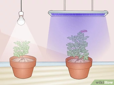 What Is the Difference Between a Plant Light And a Grow Light?