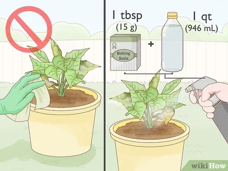 What to Do When Your Plant Grows Mold?