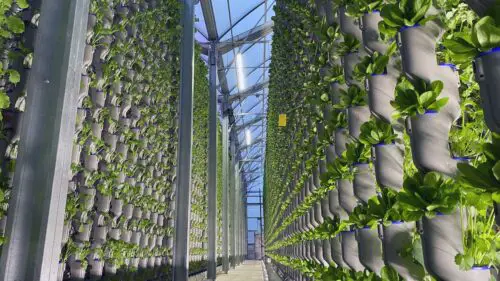 What Are the Advantages of Growing Plants Hydroponically?