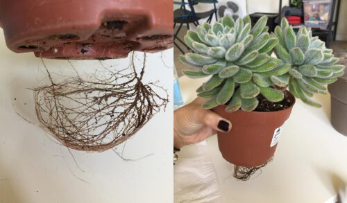 What to Do If Plant Roots Grow Out of Pots?