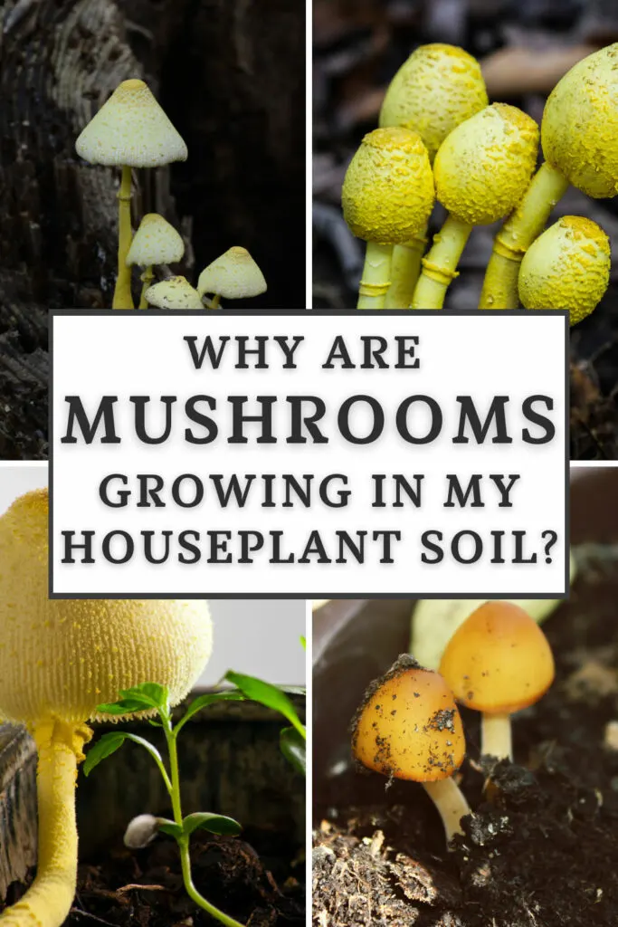 Is It Bad If Mushrooms Are Growing in My Potted Plants -Lotusmagus  