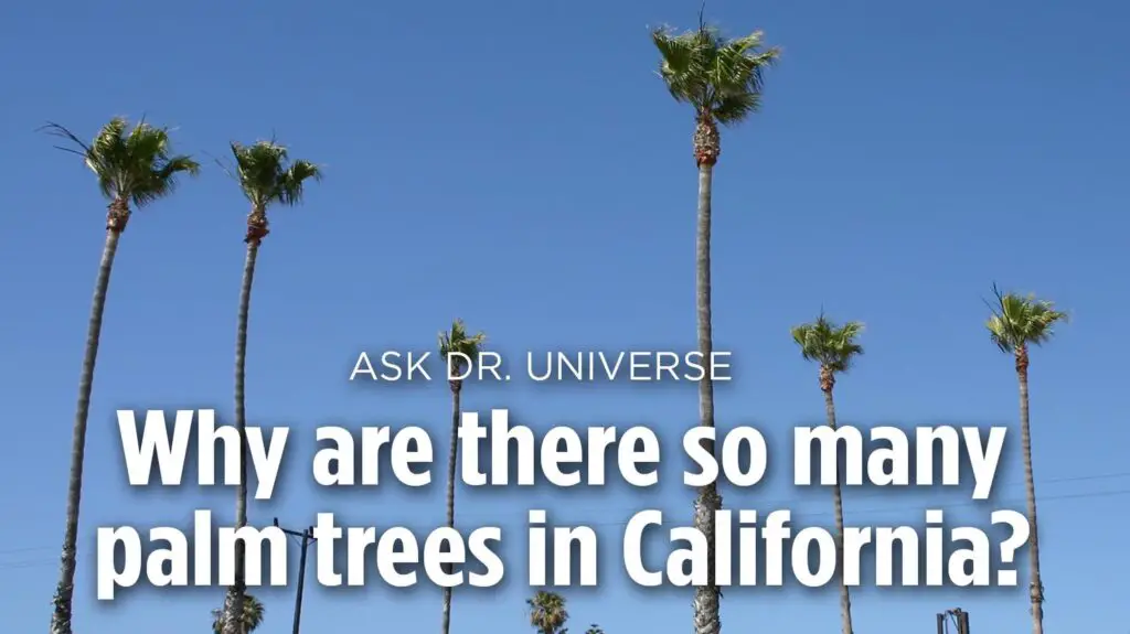 Why Do People Love Palm Trees So Much?