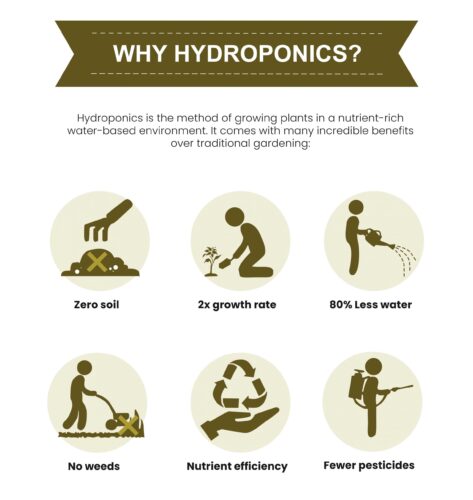 What Are the Disadvantages of Growing Plants Hydroponically?  