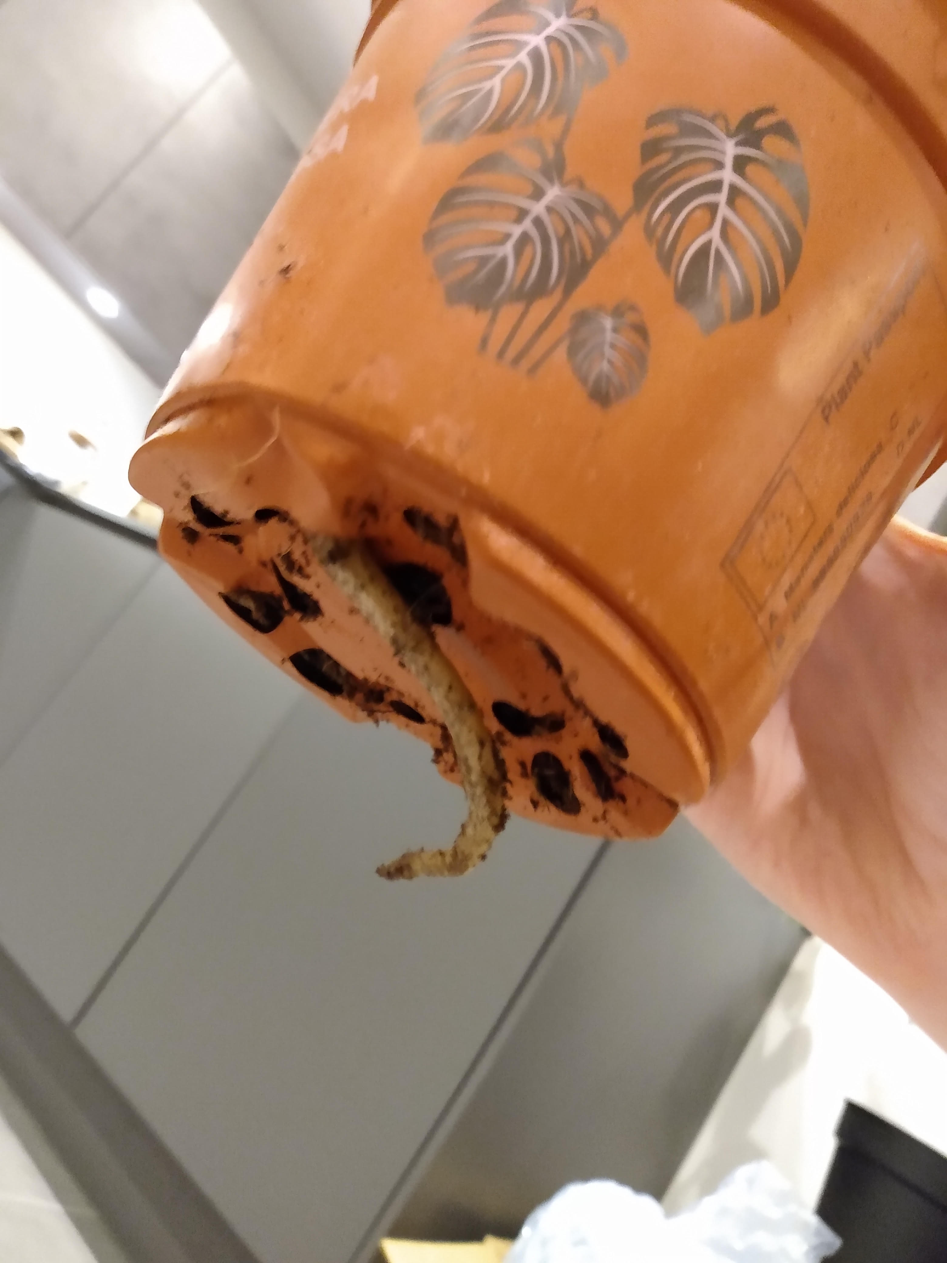 What to Do If Plant Roots Grow Out of Pots?