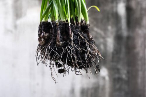 Hydrogen Peroxide for Root Rot  - Ratio, Hydroponics  