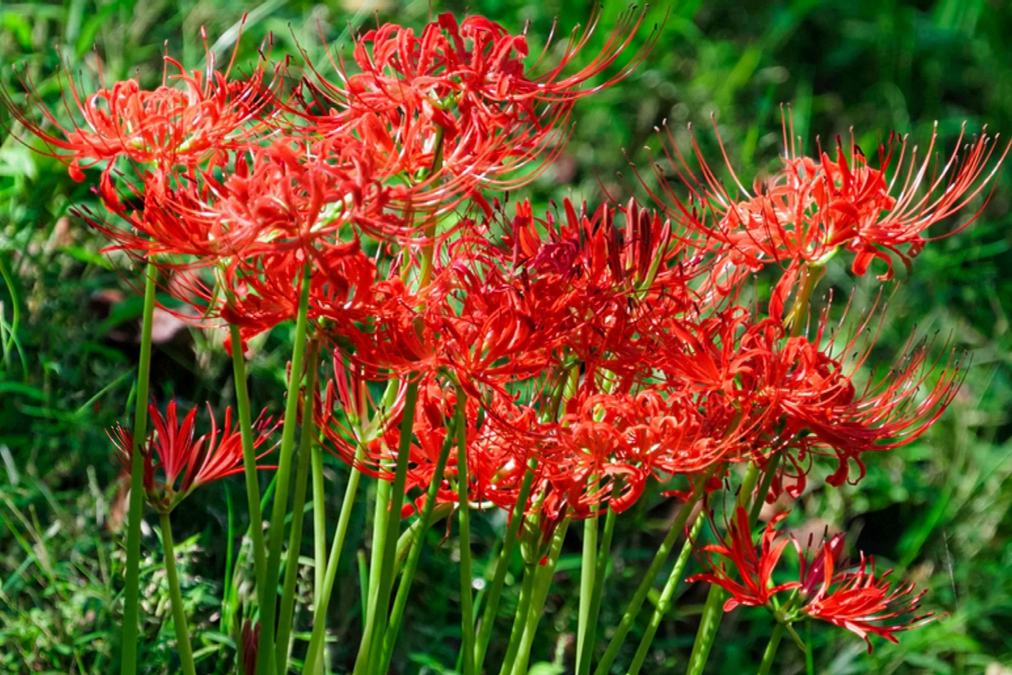 Why is My Spider Lily Not Blooming  : Troubleshooting Tips for Blooms