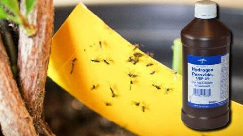 Hydrogen Peroxide for Plants Fungus Gnats - How Long It Take to Kill Fungus?  
