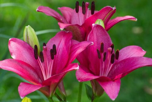 Pink Spider Lily: Understanding Its Symbolic Meaning