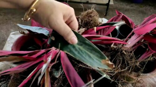 Stromanthe Triostar Leaves Turning Brown (10 Causes And Solutions)  