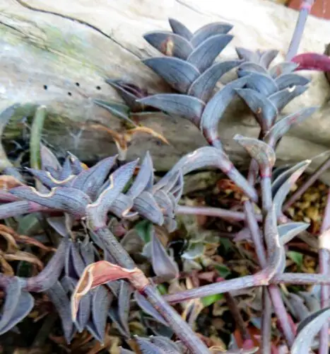 Callisia Navicularis 'Chain Plant' 