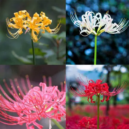 When is the Best Time to Plant Spider Lily Bulbs  : Expert Tips for Successful Growth