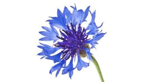 Germany'S National Flower: The Cornflower And Its Symbolism