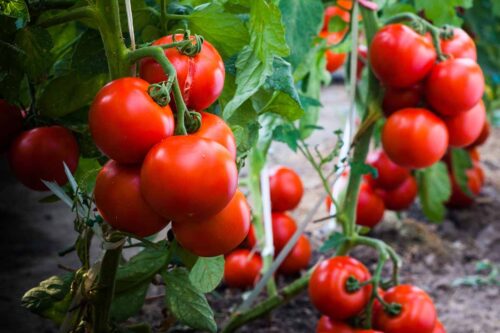 When Is the Best Time to Grow Tomato Plants?  
